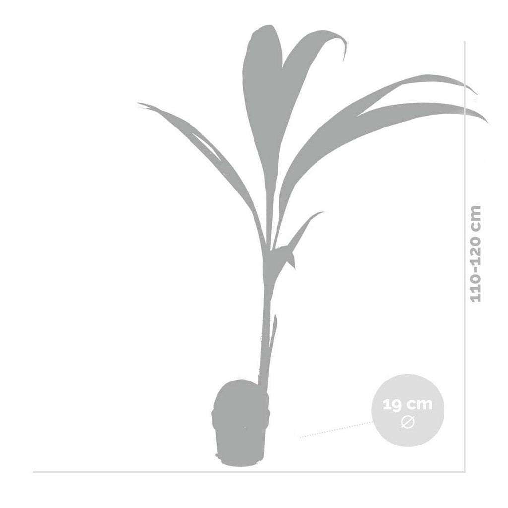 Cocos Nucifera – Plante D'Intérieur