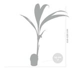 Cocos Nucifera – Plante D'Intérieur