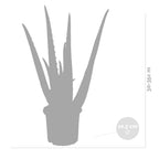 Lot De 2 Aloès Vera – Plante D'Intérieur