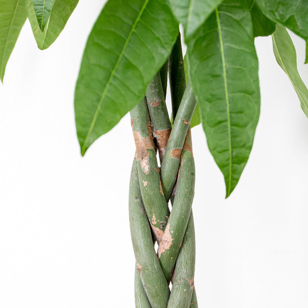 Pachira Aquatica Xl – Plante D'Intérieur