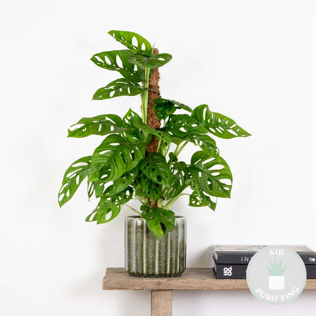 Monstera Monkey Leaf Sur Tuteur Mousse – Plante D'Intérieur