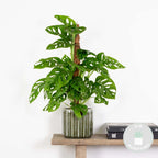 Monstera Monkey Leaf Sur Tuteur Mousse – Plante D'Intérieur