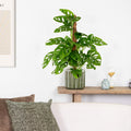 Monstera Monkey Leaf Sur Tuteur Mousse – Plante D'Intérieur