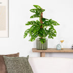 Monstera Monkey Leaf Sur Tuteur Mousse – Plante D'Intérieur