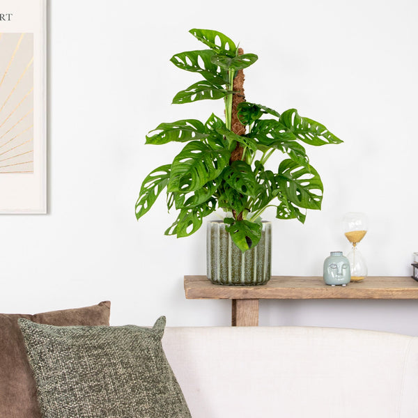 Monstera Monkey Leaf Sur Tuteur Mousse – Plante D'Intérieur