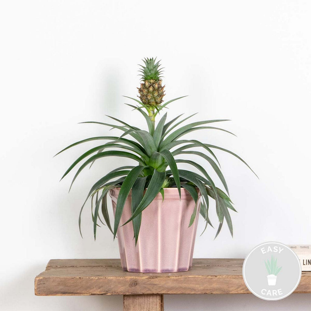 Ananas Mi Amigo – Plante D'Intérieur