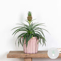 Ananas Mi Amigo – Plante D'Intérieur