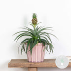 Ananas Mi Amigo – Plante D'Intérieur