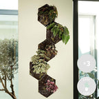 Lot De 3 Bégonias Beleaf – Plante D'Intérieur