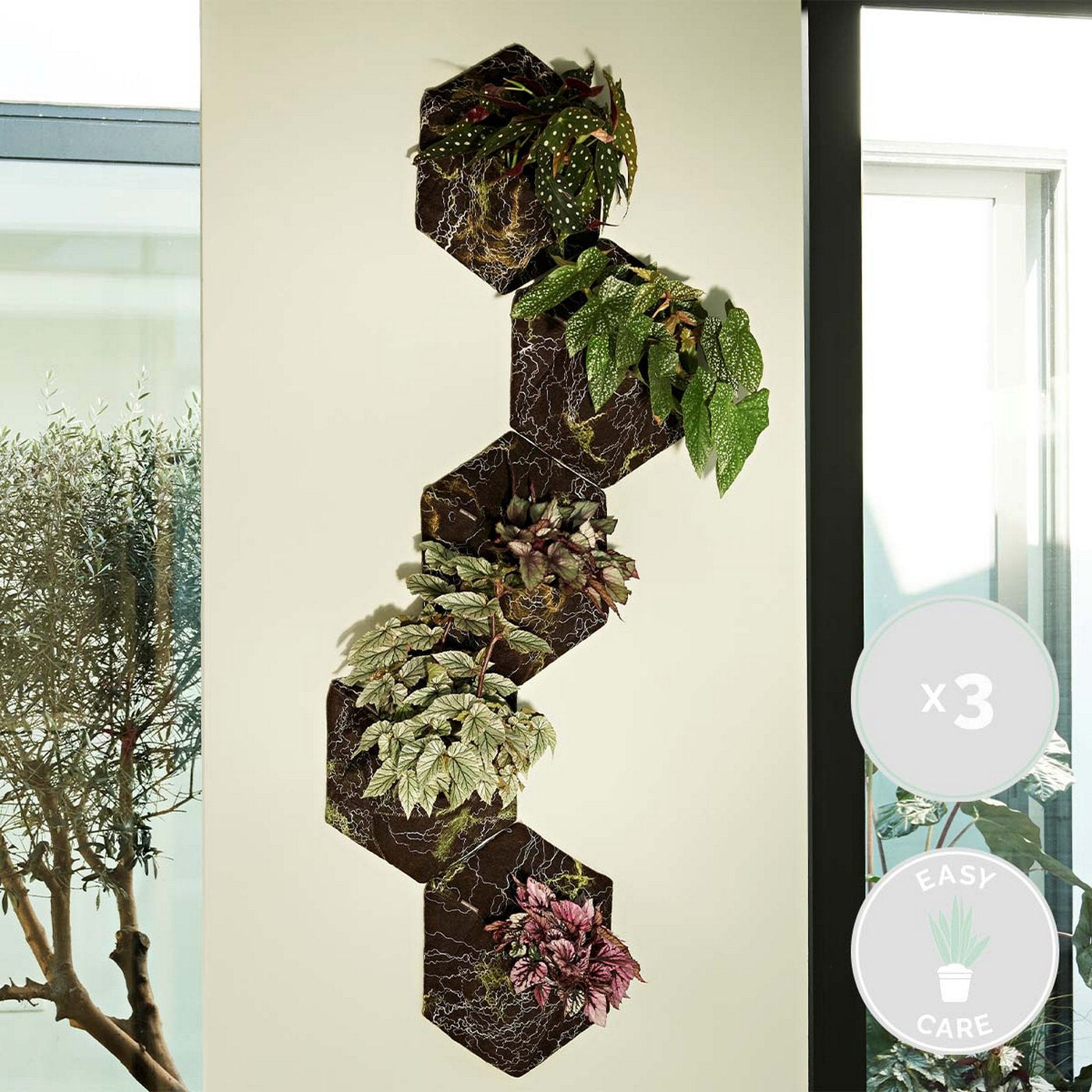 Lot De 3 Bégonias Beleaf – Plante D'Intérieur