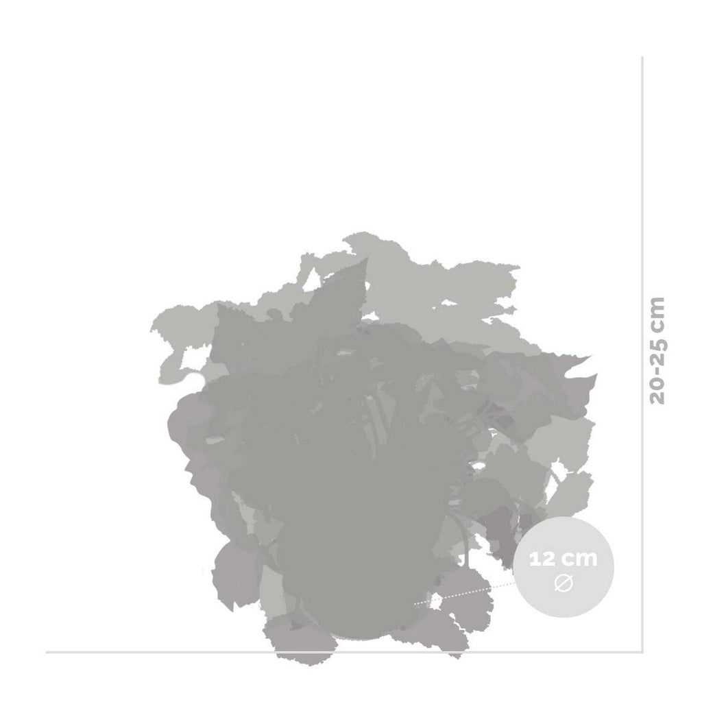 Lot De 3 Bégonias Beleaf – Plante D'Intérieur