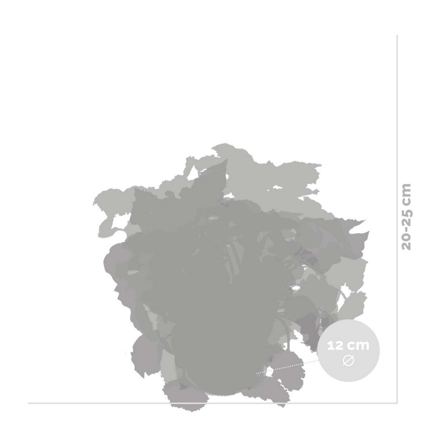 Lot De 3 Bégonias Beleaf – Plante D'Intérieur