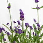 Lot De 6 Lavandes – Plante D'Extérieur