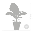 Bananier Musa Tropicana – Plante D'Intérieur