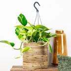 Scindapsus Marble Queen – Plante D'Intérieur