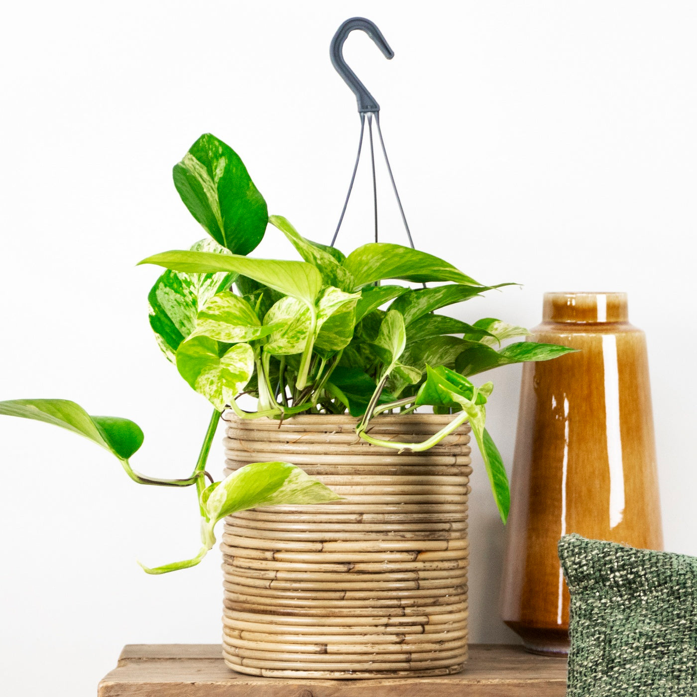 Scindapsus Marble Queen – Plante D'Intérieur
