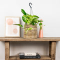 Scindapsus Marble Queen – Plante D'Intérieur