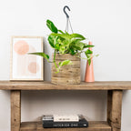 Scindapsus Marble Queen – Plante D'Intérieur