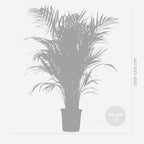 Palmier Areca – Plante D'Intérieur
