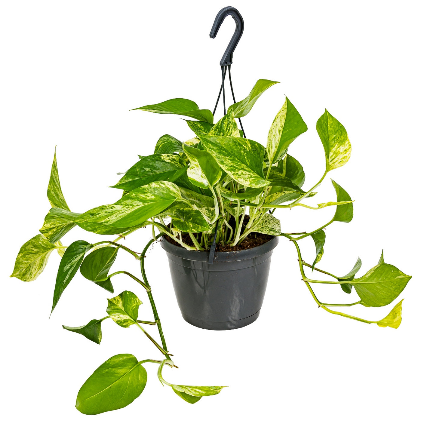 Scindapsus Marble Queen – Plante D'Intérieur