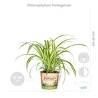 Lot De 4 Plantes Purificatrices D'Air – Plante D'Intérieur