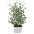 Eucalyptus Gunnii – Plante D'Extérieur