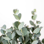 Eucalyptus Gunnii – Plante D'Extérieur