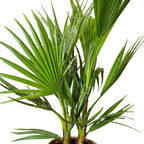 Palmier Washingtonia – Plante D'Extérieur