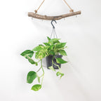 Scindapsus Marble Queen – Plante D'Intérieur
