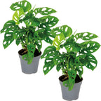 Lot De 2 Monstera Monkey Mask – Plante D'Intérieur