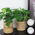 Lot De 2 Monstera Monkey Mask – Plante D'Intérieur