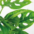 Lot De 2 Monstera Monkey Mask – Plante D'Intérieur