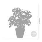 Lot De 2 Monstera Monkey Mask – Plante D'Intérieur