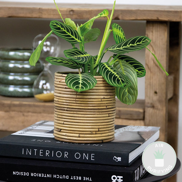 Maranta Lemon Lime – Plante D'Intérieur