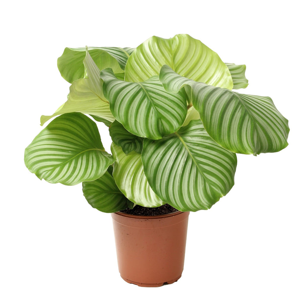 Calathéa Orbifolia – Plante D'Intérieur