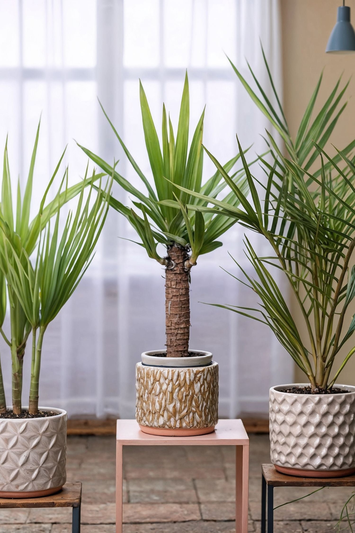 Mélange De 3 Palmiers D’Intérieur – Plante D’Intérieur