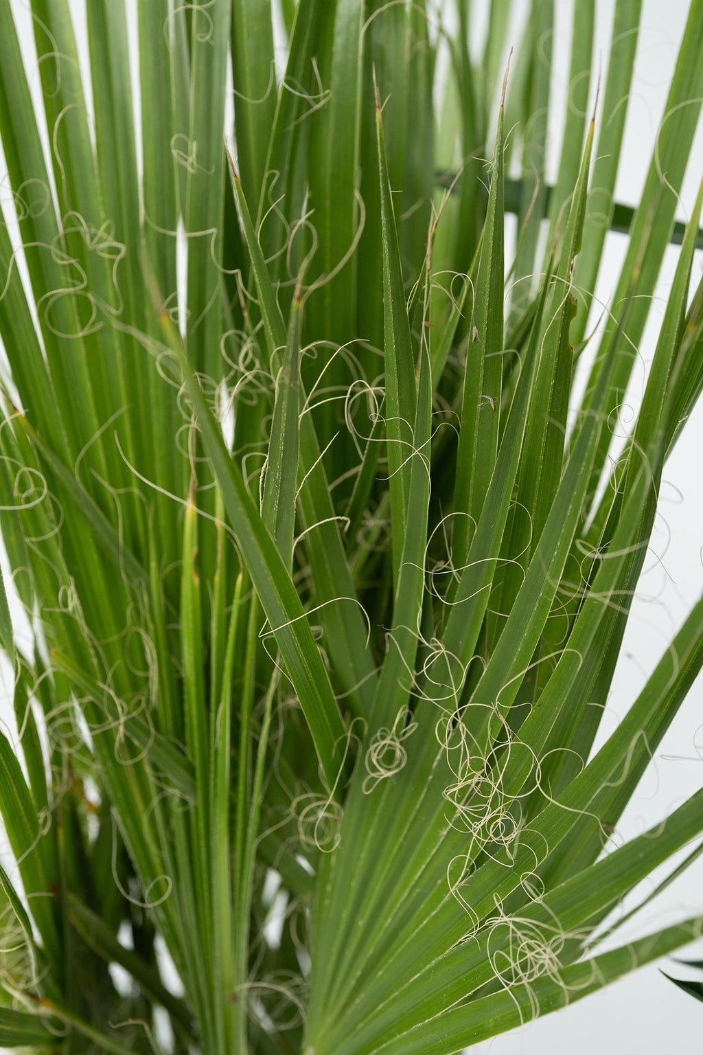 Mélange De 3 Palmiers D’Intérieur – Plante D’Intérieur