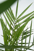Mélange De 3 Palmiers D’Intérieur – Plante D’Intérieur