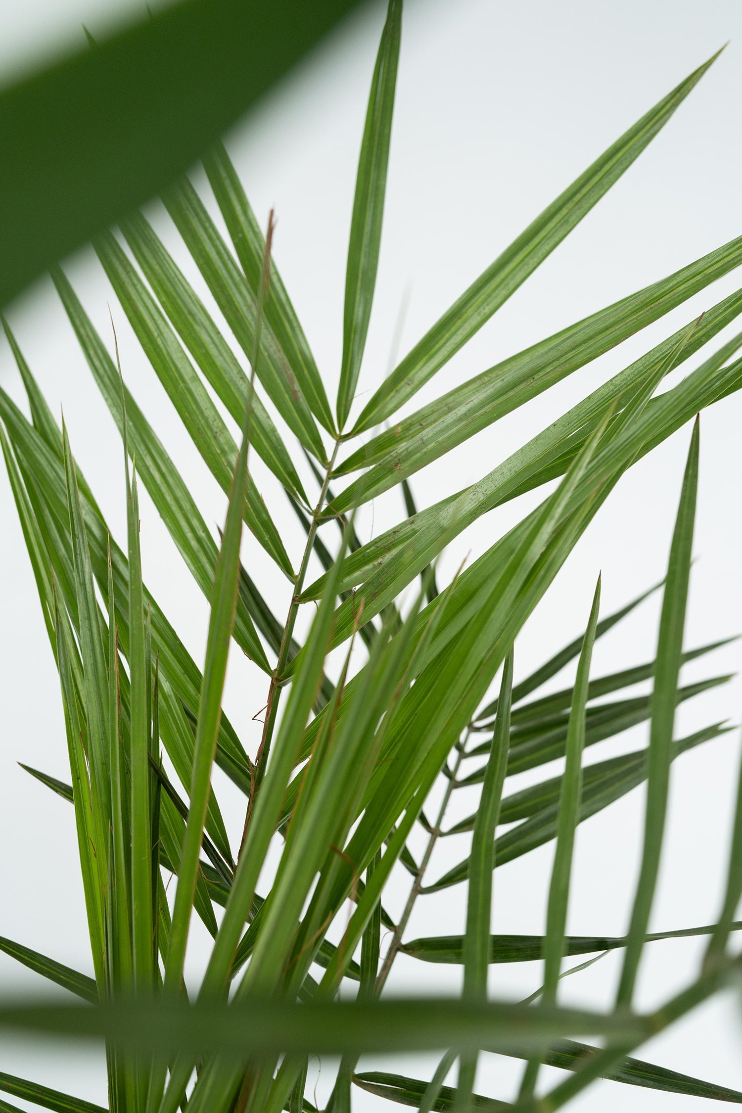 Mélange De 3 Palmiers D’Intérieur – Plante D’Intérieur