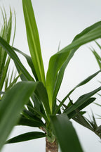Mélange De 3 Palmiers D’Intérieur – Plante D’Intérieur