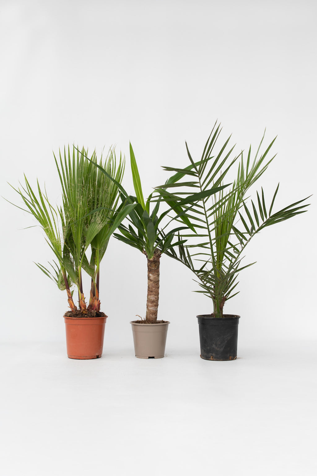 Mélange De 3 Palmiers D’Intérieur – Plante D’Intérieur