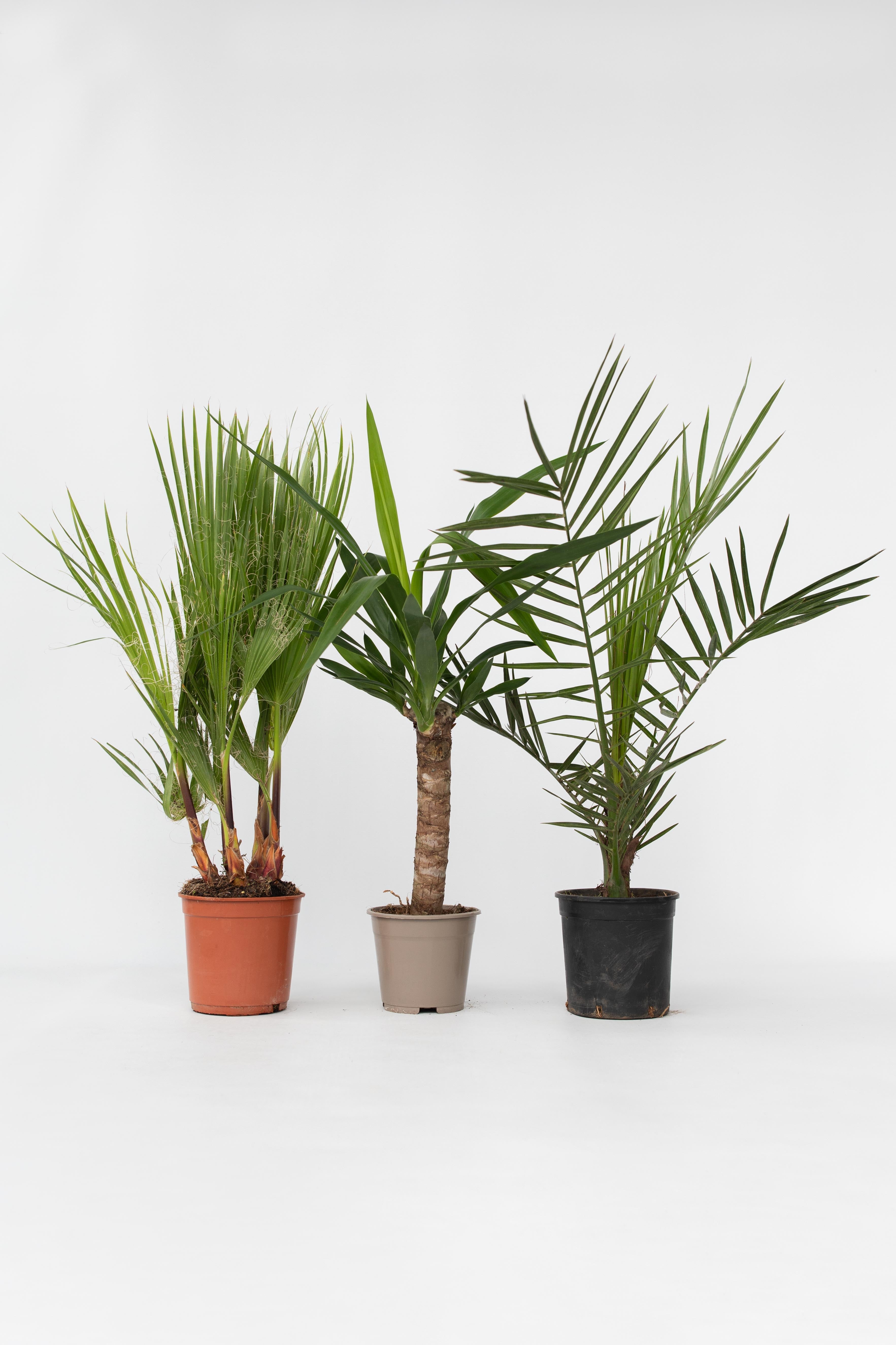 Mélange De 3 Palmiers D’Intérieur – Plante D’Intérieur