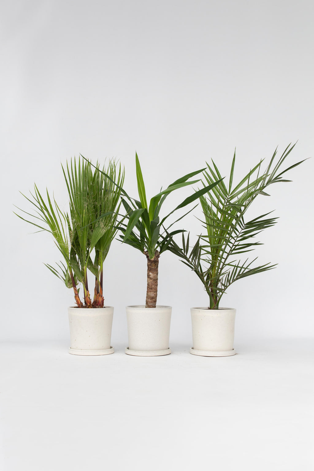 Mélange De 3 Palmiers D’Intérieur – Plante D’Intérieur
