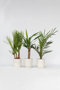 Mélange De 3 Palmiers D’Intérieur – Plante D’Intérieur