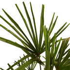 Palmier Trachycarpus – Plante D'Extérieur