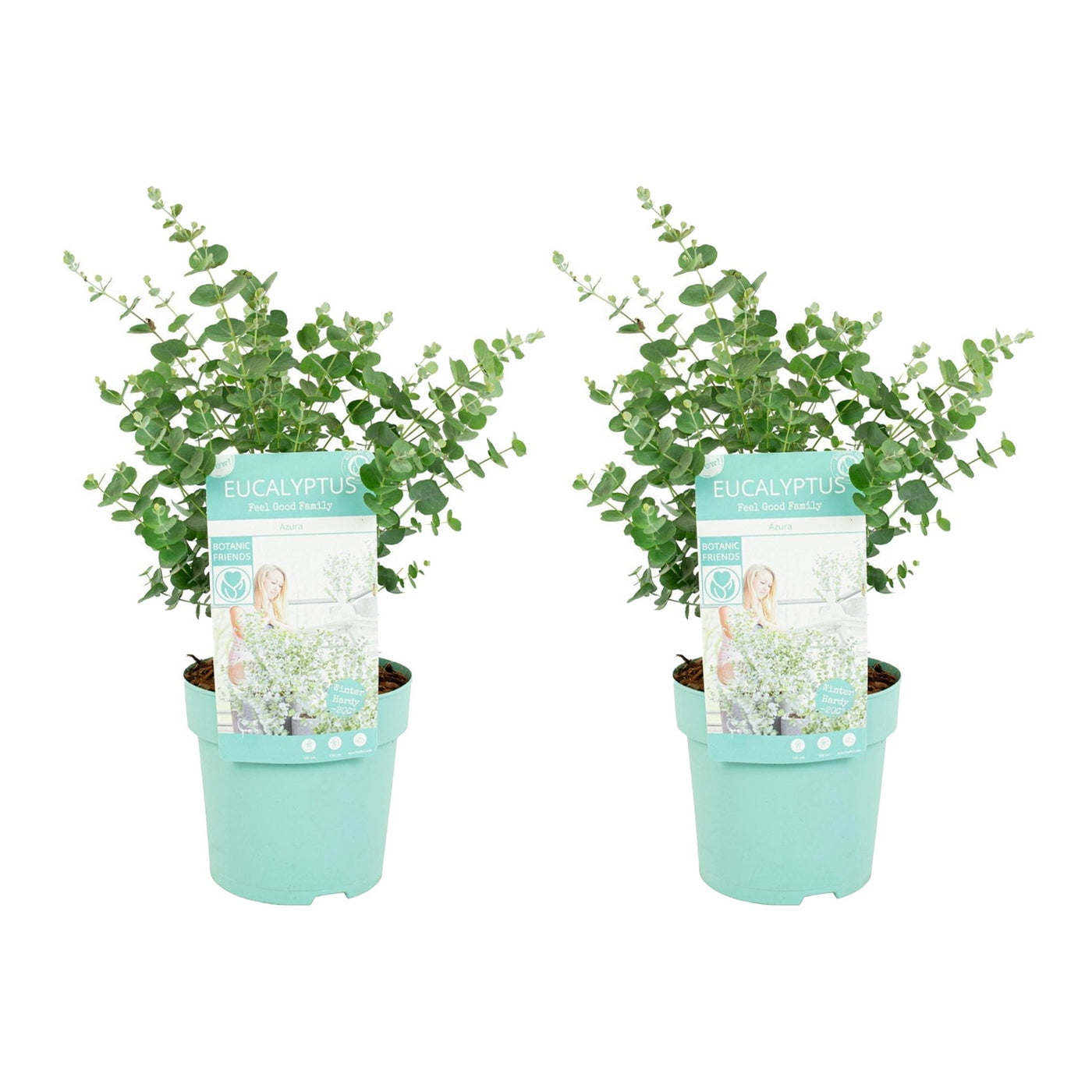 Lot De 2 Eucalyptus Gunnii Azura – Plante D'Extérieur