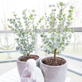 Lot De 2 Eucalyptus Gunnii Azura – Plante D'Extérieur