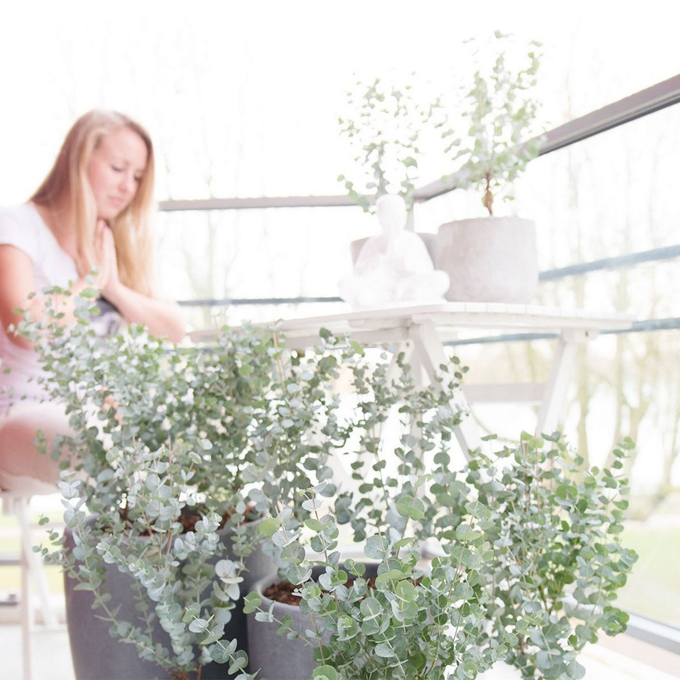 Lot De 2 Eucalyptus Gunnii Azura – Plante D'Extérieur