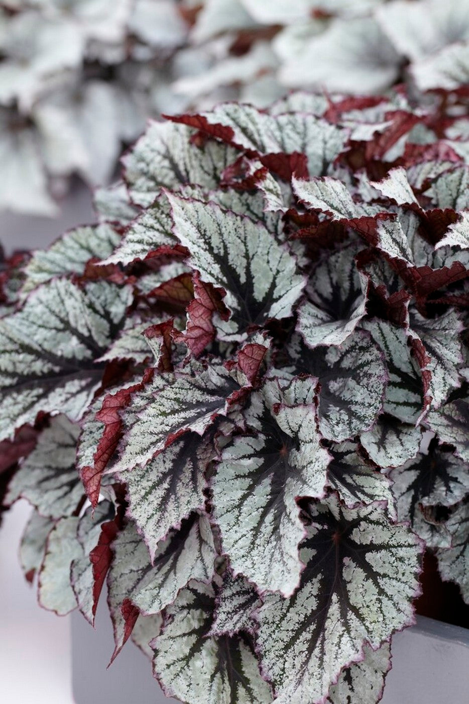 Lot De 3 Bégonias Beleaf – Plante D'Intérieur