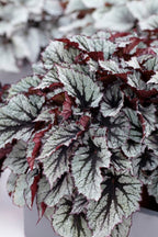Lot De 3 Bégonias Beleaf – Plante D'Intérieur